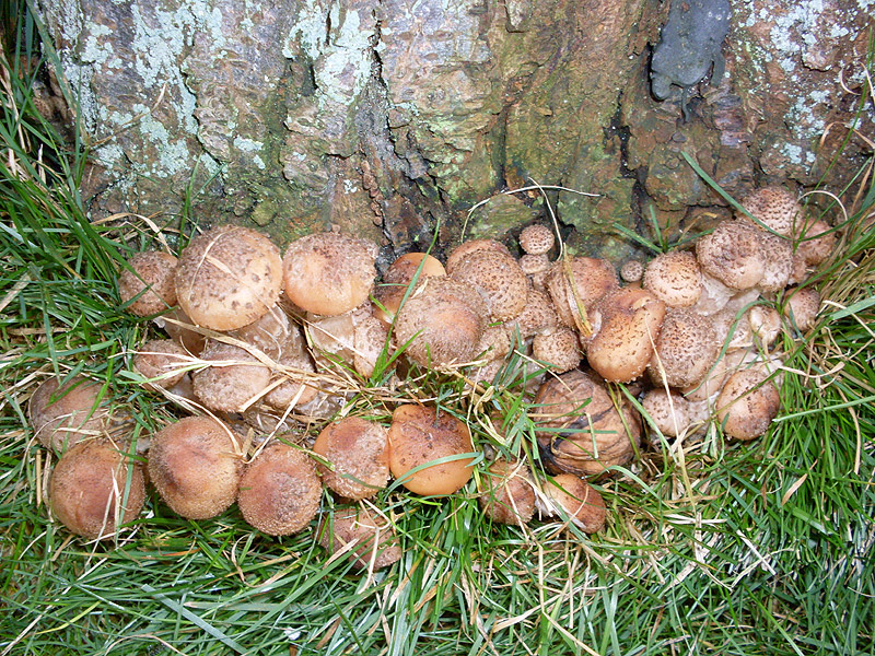 Hallimasch Pilze im Herbst