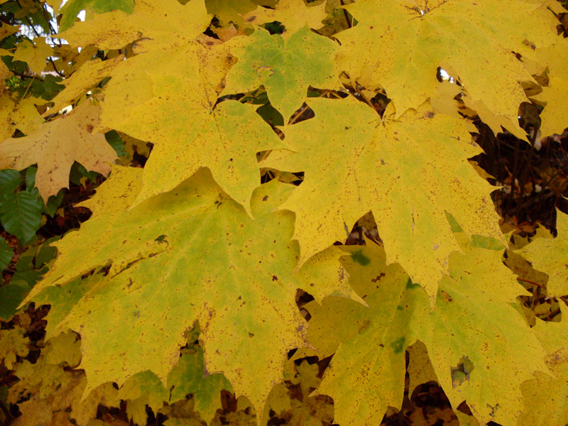 Herbstlaub Ahornblaetter im Herbst