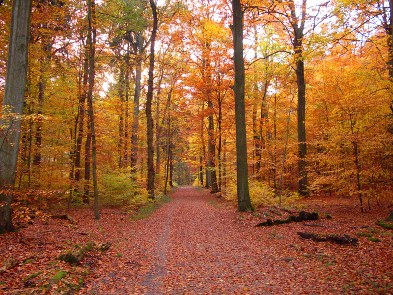 Herbstwald - verfaerbte Herbstblaetter