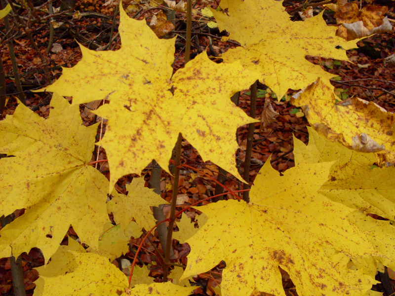 Herbstblaetter Ahorn - Herbst Bilder