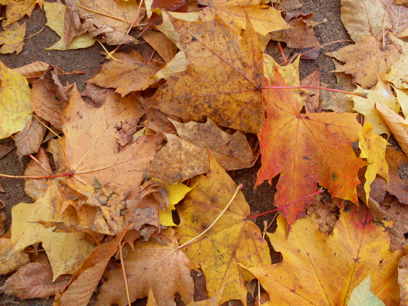 Herbstbilder mit Laub