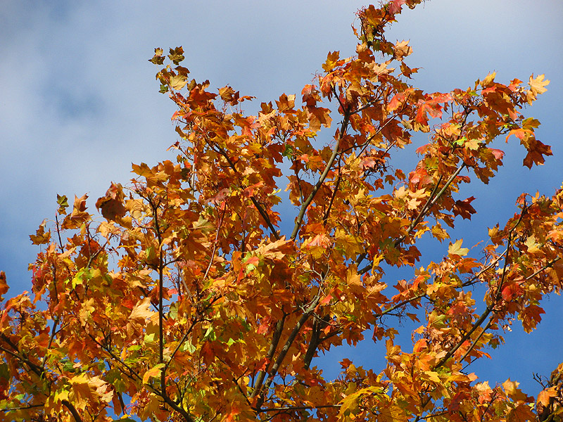 Herbstblaetter Herbstlaub