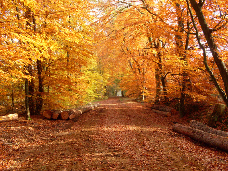 Herbst Wald