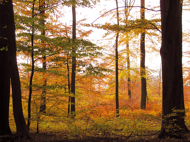 Wald im Herbst