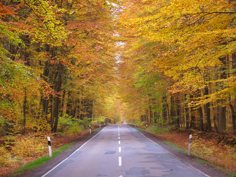 Strasse im Herbst durch Sachsenwald