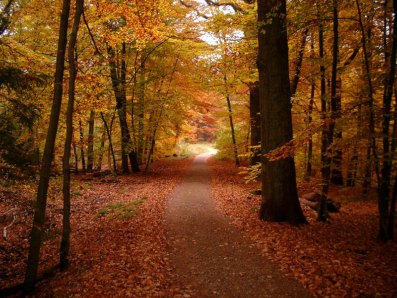 Herbst Bilder Wald - Herbstlaub