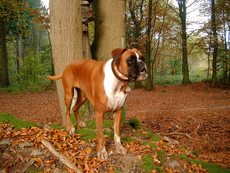 Hund im Herbstwald Herbst Bilder