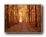 Herbstwald - Herbst Bilder