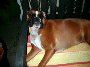 Fauler Hund beim pennen – Hundebilder – Dog Pics