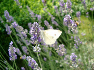 Bluehender Lavendel mit Schmetterling