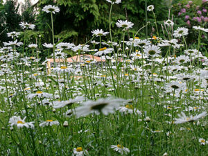 Bluehende Margeriten