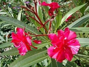 Oleander in der Bluete