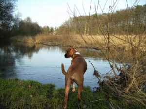 Hund an der Bille in Reinbek