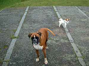 Boxer und Papillon beim Spaziergang – Hundebilder