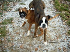 Deutscher Boxer – Hunde Bilder – Boxer beim springen