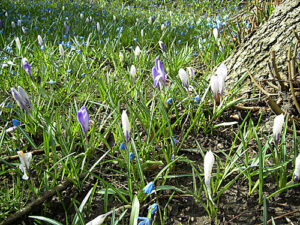 Krokusse – Fruehlingsblumen