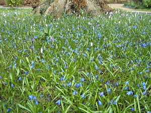 Fruehling – Blumen – Blausterne Scilla