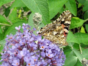 Distelfalter – Vanessa cardui