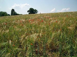 Kornfeld mit Mohn