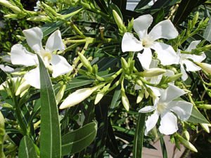 Oleander