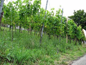 Deutschlands noerdlichster und niedrigster Weinberg