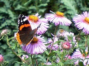 Schmetterling Admiral