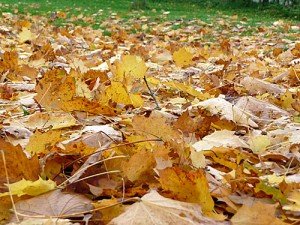 Herbst – Herbstlaub – autumn leaves