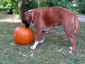 Halloween Kuerbis mit Hund