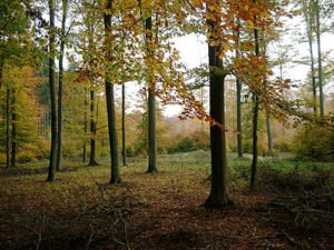 Fotografieren im Herbst