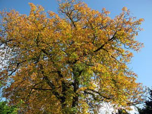 Kastanie im Herbst