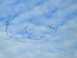 Kraniche – Zugvoegel ziehen in den Sueden