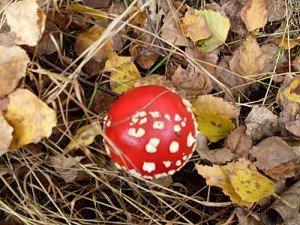 Fliegenpilz – Amanita muscaria