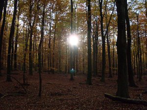 Sonnenuntergang im Herbst-Wald – Herbstbilder