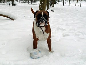 Boxer – Hund im Schnee – Hundebilder