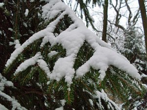 Tannenbaum im Schnee