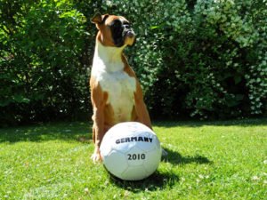 Hund bei Fussball WM 2010