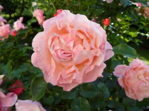 blühende Rose