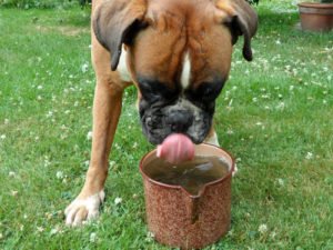 Durstiger Hund – Boxer beim Trinken