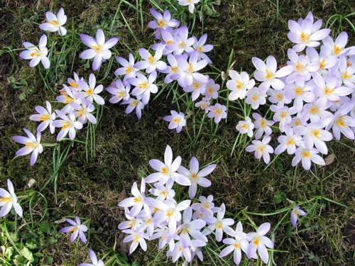 Krokusse Frühling