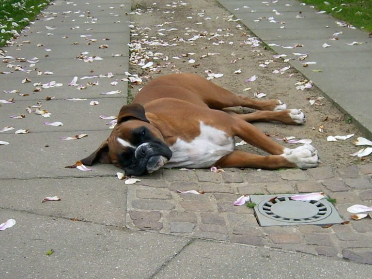 Boxer Hund schläft Bilder Blog